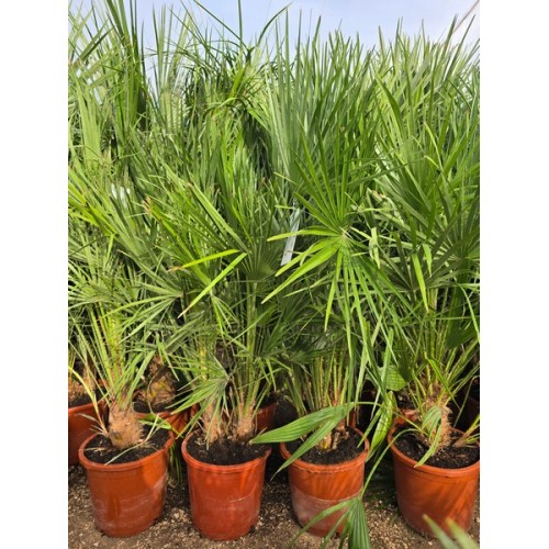 Chamaerops Humilis Multi Troncos 15 lt -13º/-15º